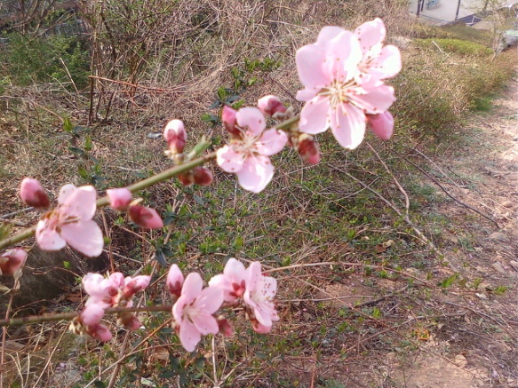 복사꽃