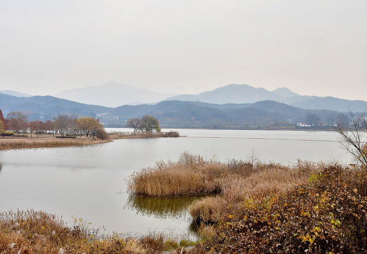 양수리 갈대밭 오솔길