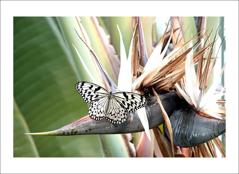 이화원 나비사진 전시회