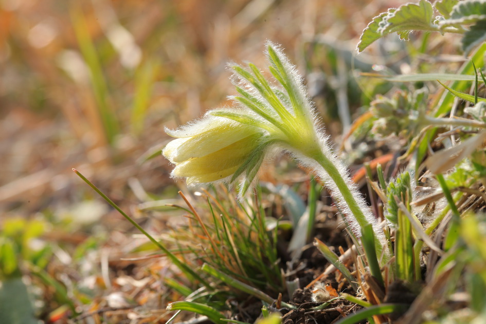 [제주야생화 30] 가는잎할미꽃 - 잎이 가늘고 털이 많다