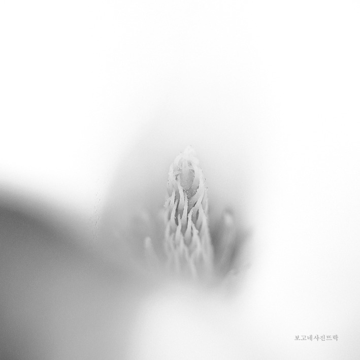 백목련-1