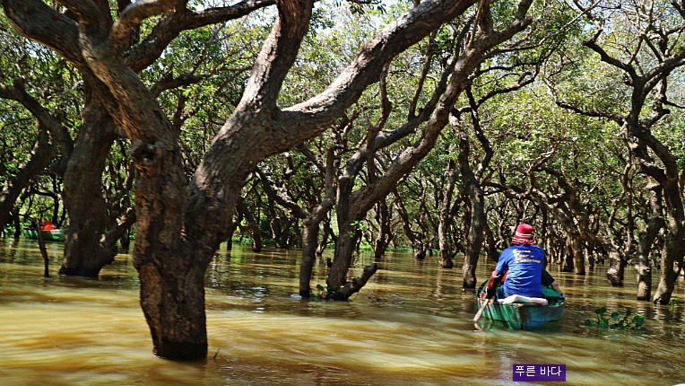 [캄보디아 씨엠립] 톤레샵 호수 맹그로브 숲 쪽배 투어