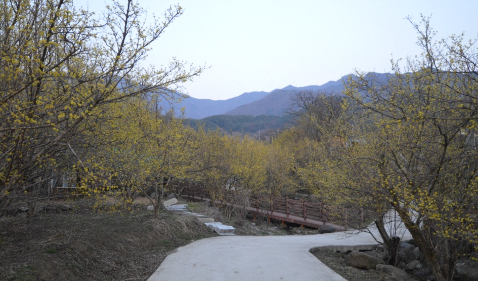 노란 산수유꽃  