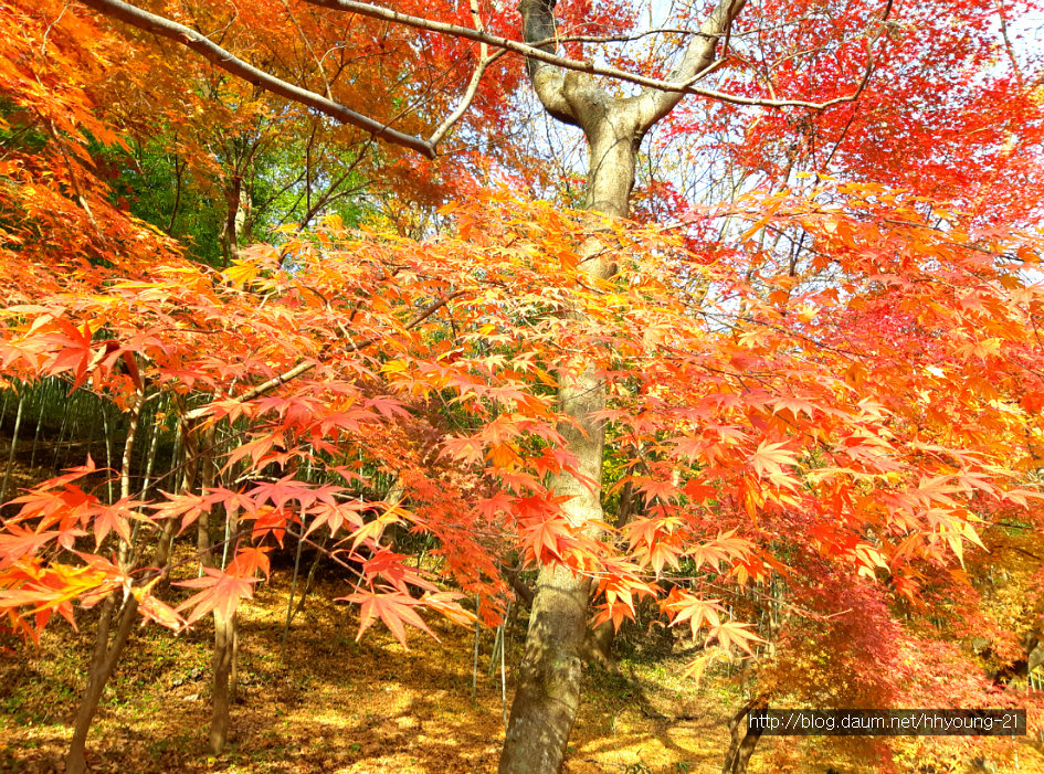 전북 순창에 있는 "호남의 소금강"이라는 강천산(剛泉山)에서...