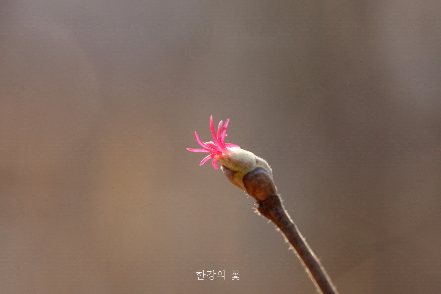 청계산 야생화탐사