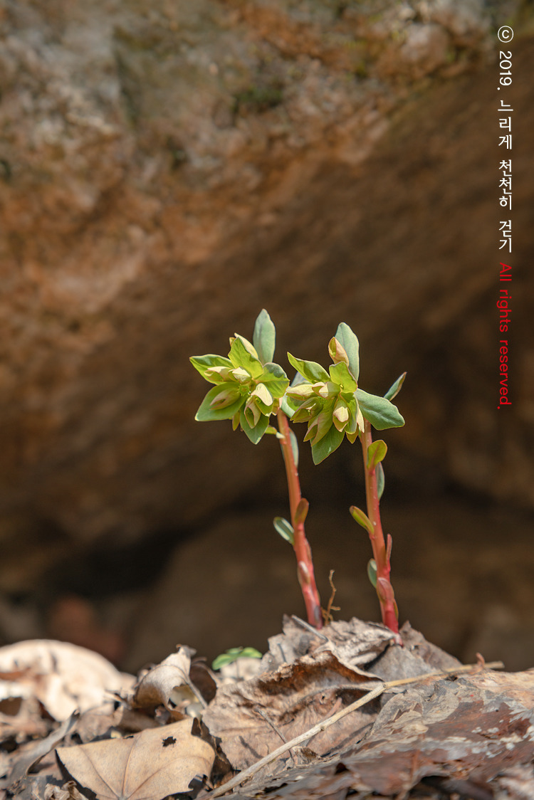 야생화 천국 화야산에서 봄꽃놀이 하고 왔습니다.