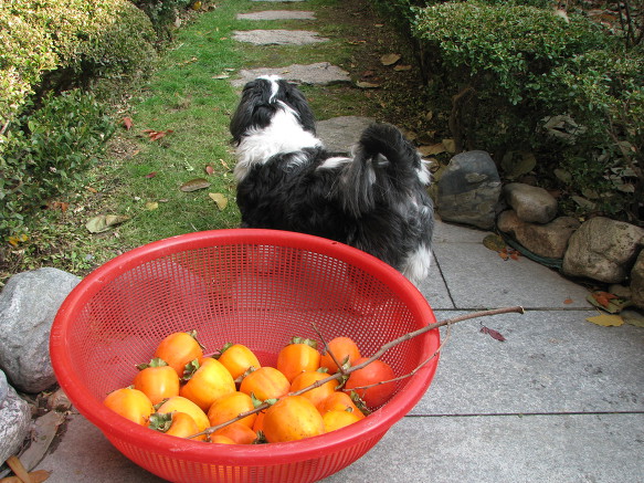 감나무집 감따는 날